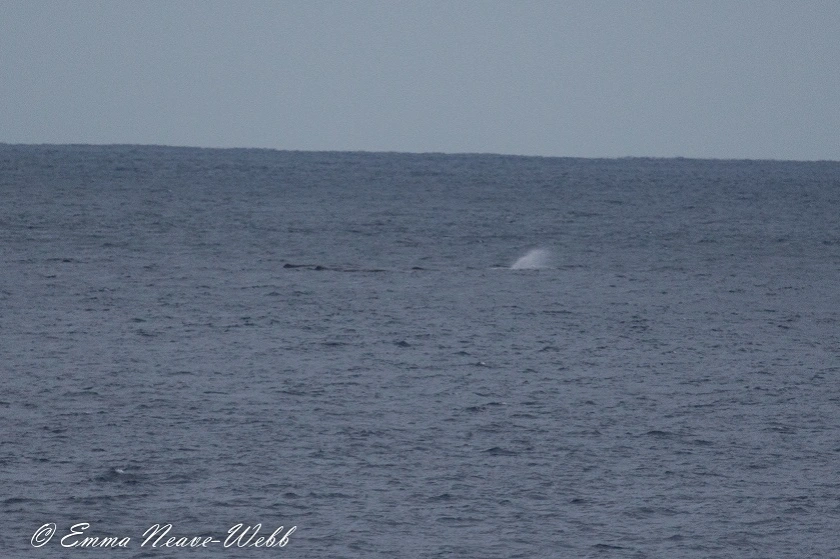 M1829-22112018 Sperm Whale.ENW-0225