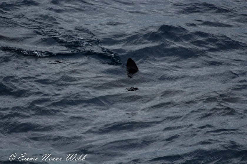 M1829-22112018.Hammerhead Shark.ENW-0234