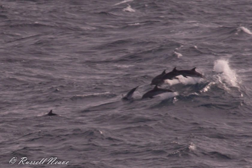 M1829-25112018. Atlantic Spotted Dolphin.RN-9870