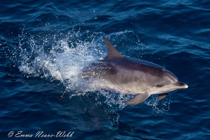 M1829-28112018.Atlantic Spotted Dolphin.ENW-0779