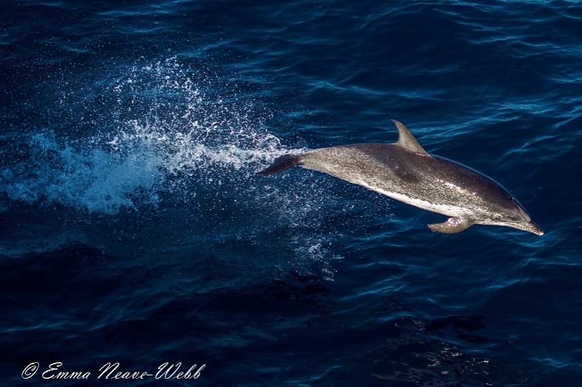 M1829-28112018.Atlantic Spotted Dolphin.ENW-0841