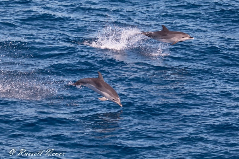M1829-28112018.Atlantic spotted Dolphin.RN-0369