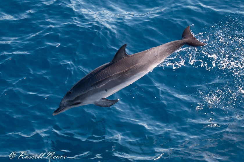 M1829-28112018.Atlantic spotted Dolphin.RN-0412