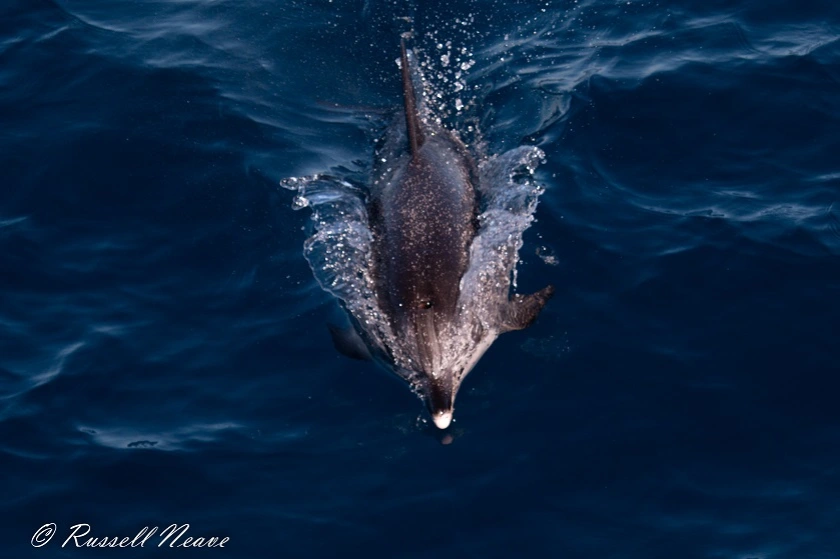 M1829-28112018.Atlantic spotted Dolphin.RN-0419