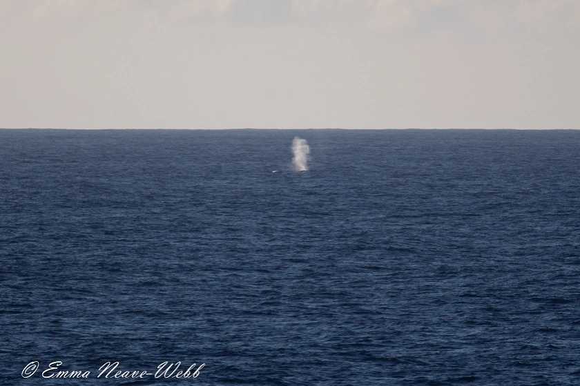 M1829-28112018.Fin Whale.ENW-0901