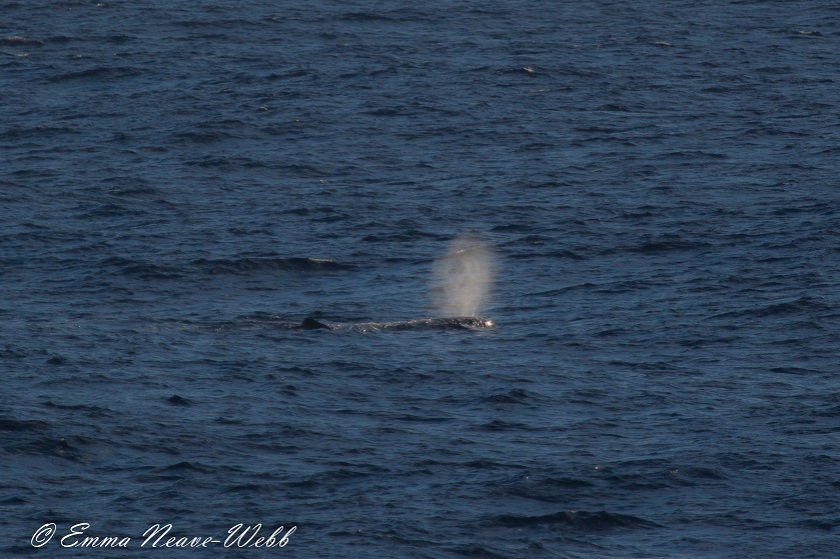 M1829-20.11.2018.Sperm Whale.ENW-9825