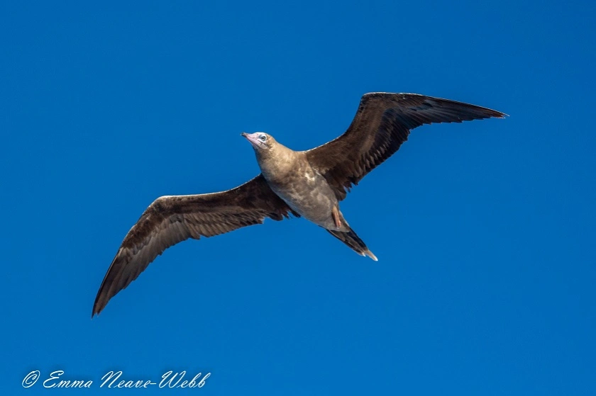 M1829-21112018.Red-footed Booby.ENW-9964