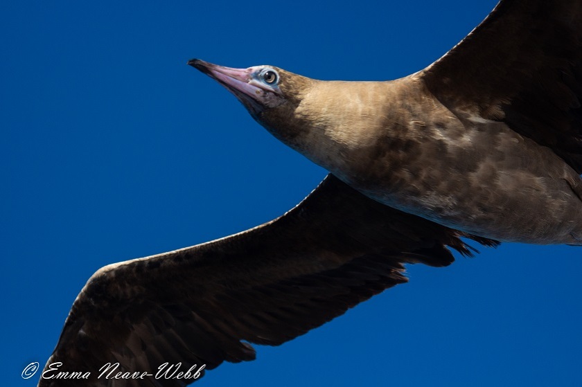 M1829-21112018.Red-footed Booby.ENW-9985