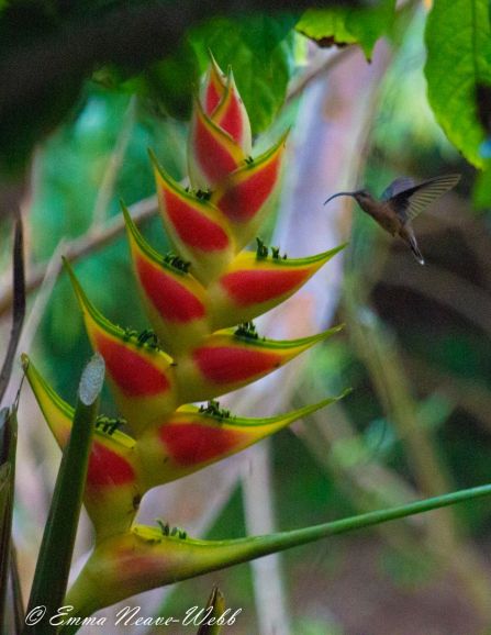 Rufous-breasted Hummingbird