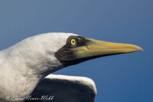 M1902-2012019.Masked Booby.ENW-1426