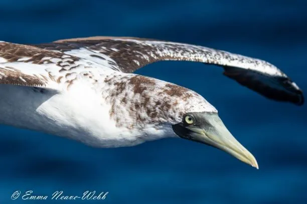 M1902-2012019.Masked Booby.ENW-1465