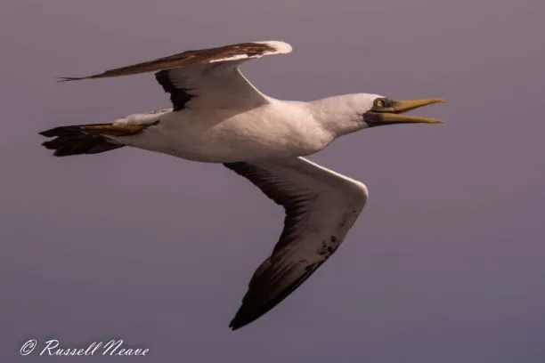 M1902-2012019.Masked Booby.RN-9456