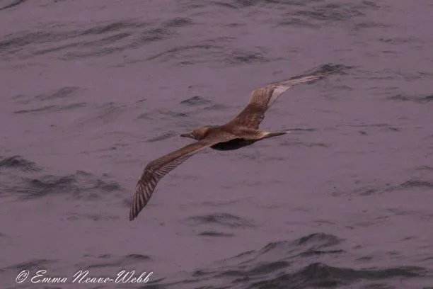M1902-2212019.Red-footed Booby.RN-0359