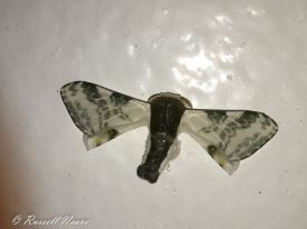 'Bird-poo' Moth