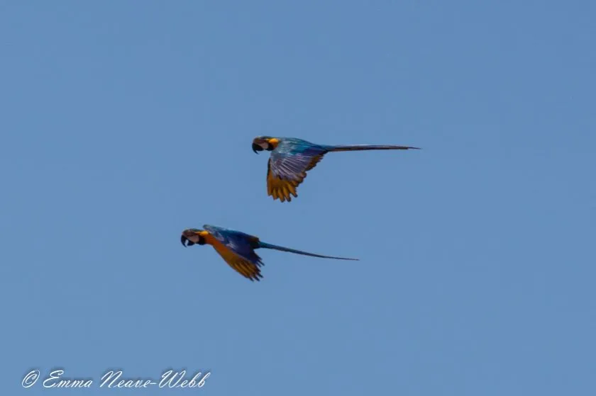 M-1857 Blue-yellow Macaw 25012019-2131