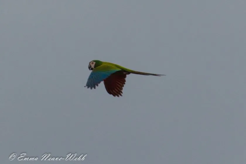 M-1857 Chestnut-fronted Macaw 25012019-2043