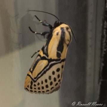 Hieroglyphic moth (Diphthera festiva)