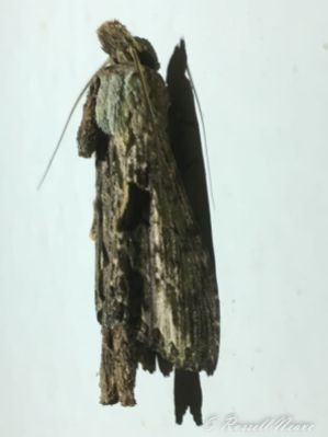 'Twig' Moth